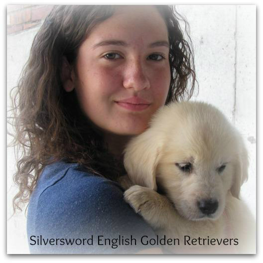 Silversword AKC registered English Golden Retriever puppy