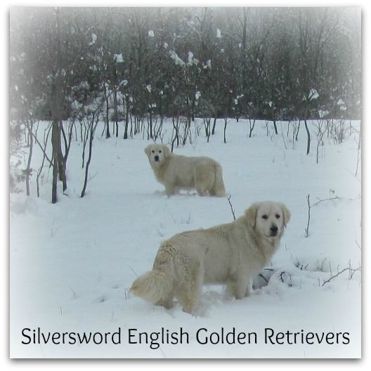 Silversword AKC registered English Golden Retriever Puppy